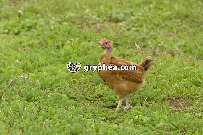 Poule d'élévage - gryphea.org
